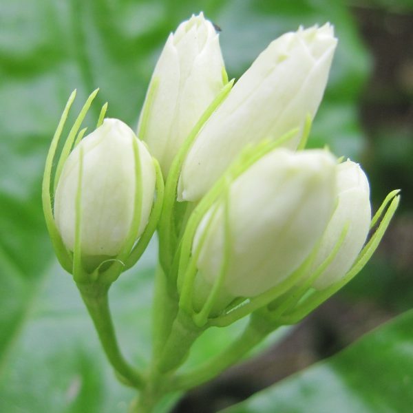 ดอกมะลิ