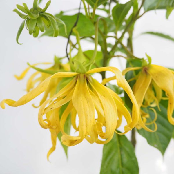 กระดังงา