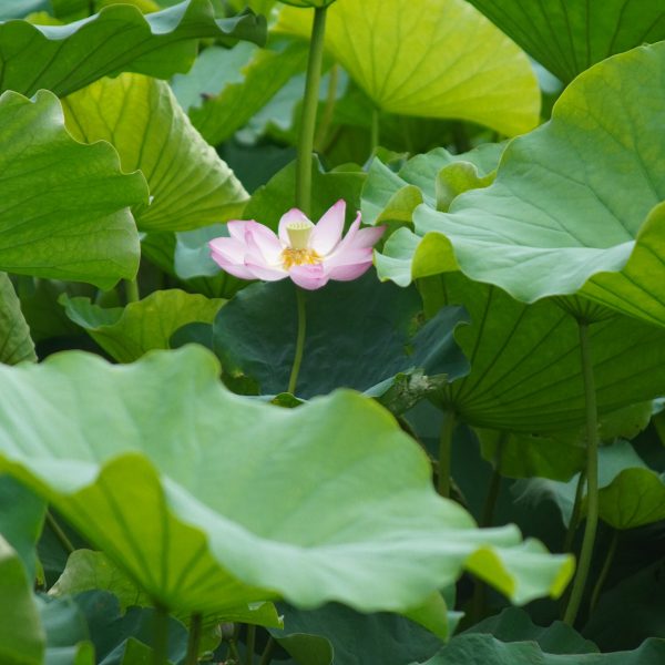 บัวหลวง