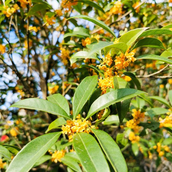 หอมหมื่นลี้