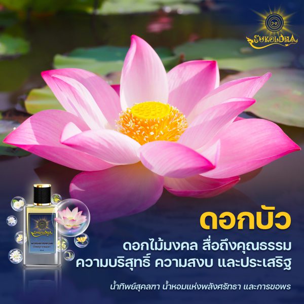 ดอกบัว ไม้มงคล ความหมายดี นิยมใช้บูชาสิ่งศักดิ์สิทธิ์