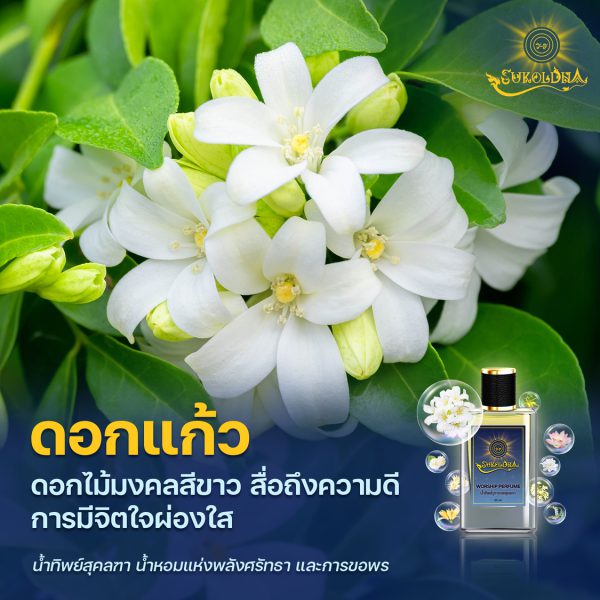 ดอกแก้ว ไม้มงคล ความหมายดี นิยมใช้บูชาสิ่งศักดิ์สิทธิ์ ควรปลูกไว้ในบ้าน ช่วยเสริมดวงชีวิตให้เจริญรุ่งเรือง