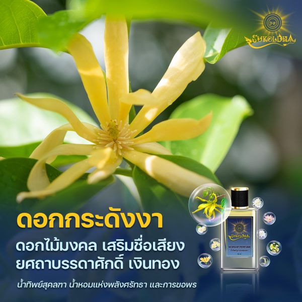 กระดังงา ดอกไม้มงคล